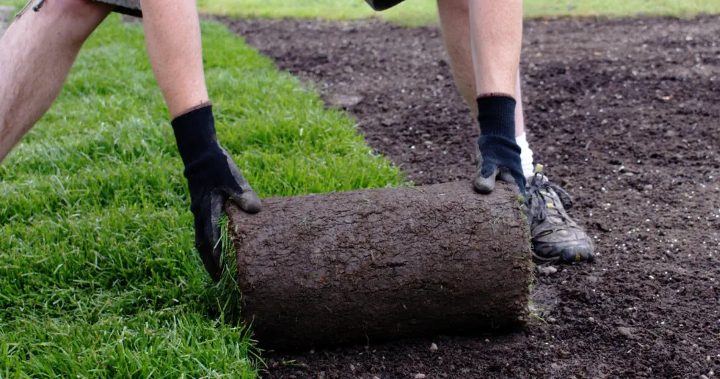 Rollrasen HAUN Landshut - Foto © Horticulture - Adobe Stock